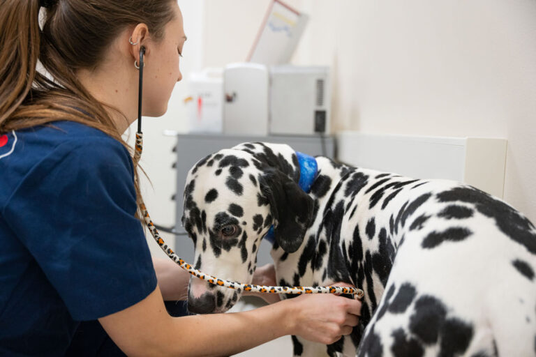 Endoscopic sterilisation for 10-65 kg female dogs!